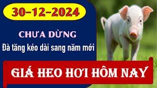 Giá heo hơi hôm nay 30/12/2024 - Đà tăng kéo dài sang năm mới