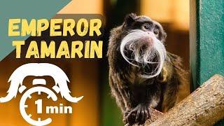 Emperor Tamarin | In one minute | World's Bizzare Primates | The Moustache Monkey #bizarreanimals