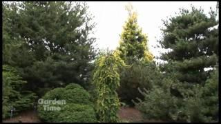 Conifer Garden