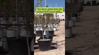 This is where the city of Las Vegas grows its trees!