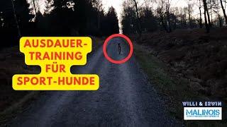 Hund im Freilauf - Ausdauer-Training - Sport-Hund