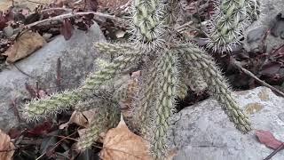 Succulent living by Marija what is this cactus