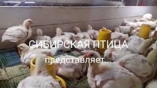 КОББ 500 Чехия на Богдановиче. 3 недели! Broiler 3 weeks