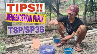 TIPS!! CARA MUDAH DAN SEDERHANA MENGENCERKAN PUPUK SP36 ATAU TSP