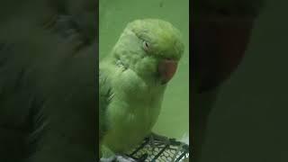 chintu utho school  jana h p parrot video