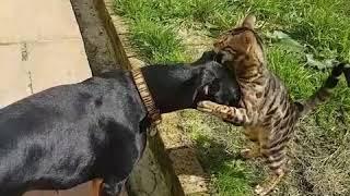 Bengal Cat 'attacking' Doberman dog