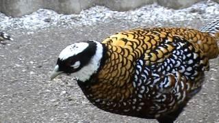 КОРОЛЕВСКИЙ ФАЗАН, SYRMATICUS REEVESII, REEVES’ PHEASANT,