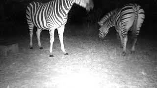 Wild Planet Safari - Camera Trap