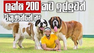 The most Expensive Two Gentle Giants in SL | ලක්ෂ 200කට ආවත් මේ දෙන්නා විකුණන්නේ නෑ | St Bernards