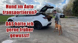 Auto fahren mit Hund? So schaffst du entspannte Bedingungen! I Ridgeback Diaries erklärt