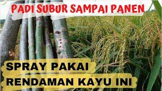 SIAPA SANGKA!! PADI SUBUR, NOL BIAYA DENGAN DI SEPRAY BAHAN INI, SUNDEP WERENG MENYINGKIR