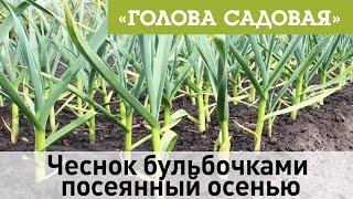 Голова садовая - Чеснок бульбочками посеянный осенью