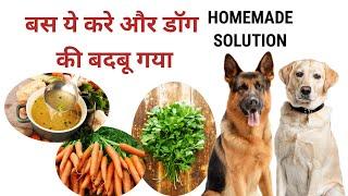 बस ये करे और dog की बदबू गया / dog ki badbu kaise dur kare