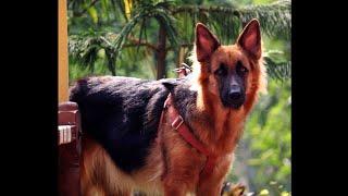 German shepherd Running|The Most Popular Dog