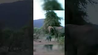 Elephant mother saves her baby from lion