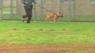 Hondenhelden Dutch Cell Dogs