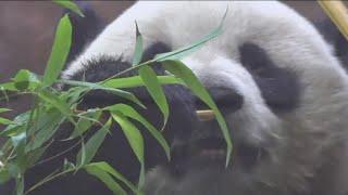 Giant pandas make their public debut at the San Diego Zoo