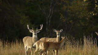 Michigan DNR to vote on possible new hunting regulations