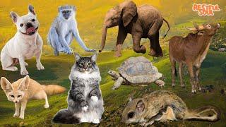 Lovely Animal Sounds Around Us: Dog, Monkey, Elephant, Wildebeest, Fox, Cat, Turtle | Animal sounds