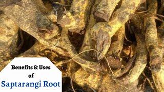 Zyrex Saptarangi Root Tablet / Powder फायदा और उपयोग | सेवन विधि | ऑर्डर करे : +91 8779921180