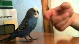 Волнистый папугай-злюка кидается на людей