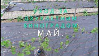 Уход за виноградом на второй год после посадки. Май. Нормировка побегов