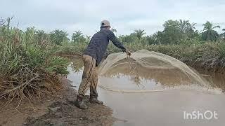 menjala ikan siakap