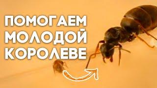 МАТКА МУРАВЬЯ ОТЛОЖИЛА ПЕРВЫЕ ЯЙЦА - ЧТО ДЕЛАТЬ ДАЛЬШЕ? Как поднять колонию муравьёв? Димон и пумба