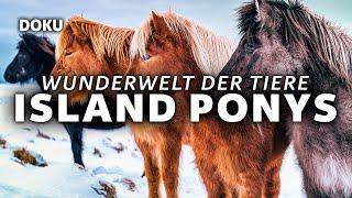 Wunderwelt der Tiere - Island Ponys (PFERDEDOKU | Doku auf Deutsch ansehen, Tierdoku komplett)