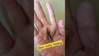 Ikan molly hibrid dari molly thailand