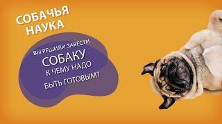 Вы решили завести собаку. К чему быть готовым?