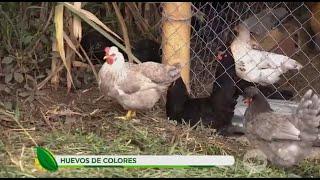 ¡Tome nota! Así puede producir huevos de colores a través de las gallinas criollas - La Finca de Hoy