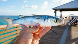 Hooking MASSIVE Pier Fish on Live Mullet Bait