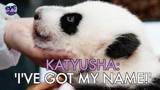 'Keep the love safe' - Moscow Zoo names giant Panda cub 'Katyusha' following public vote