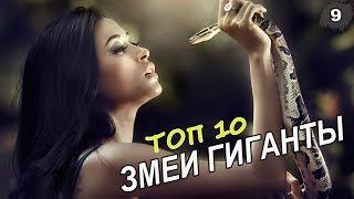 САМЫЕ БОЛЬШИЕ ЗМЕИ МИРА! [ТОП 10]