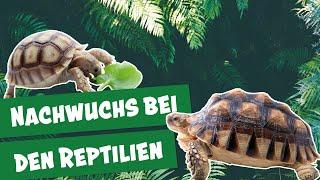 Wie schlüpft eine Schildkröte? I Panda, Gorilla & Co.