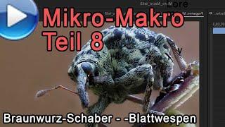 Mikro-Makro, Teil 8: Braunwurz-Schaber und Braunwurz-Blattwespen