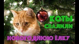 Коты свалили новогоднюю ёлку | Новогодние коты | Новогодние приколы с животными 