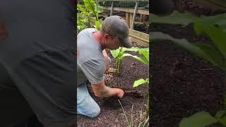 How to Plant Hardy Banana Plants