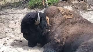 Damn Boy You Thick Boy Bison