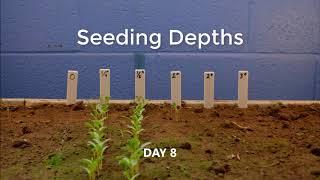 Impact of Seeding Depth on Alfalfa Emergence