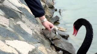 Baby Black Swan - taken by Sampson Chan