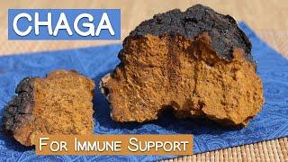 Chaga Mushroom Benefits as an Immune Supporting Superfood