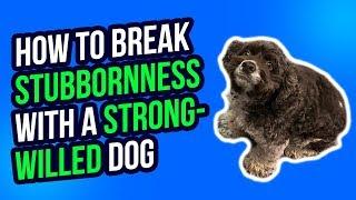 HOW TO BREAK STUBBORNNESS WITH A STRONG-WILLED DOG