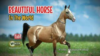 The Most Beautiful Horse In The World (Whir Latandrank)