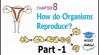 How do Organisms Reproduce : Part 1 | NCERT Guruji