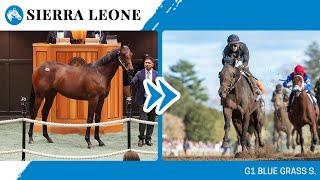 2024 G1 Blue Grass S. winner SIERRA LEONE at The Saratoga Sale