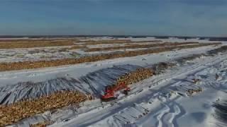 Пеньки вместо тайги, как Китай превращает Сибирь в пустыню.