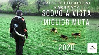 SEGUGI ITALIANI SU LEPRE (Ep. 36) - SCOVO A VISTA E MIGLIOR MUTA AL TROFEO COLUCCINI 2020