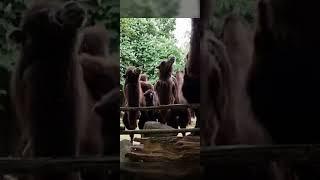 Netherlands Zoo short Movie